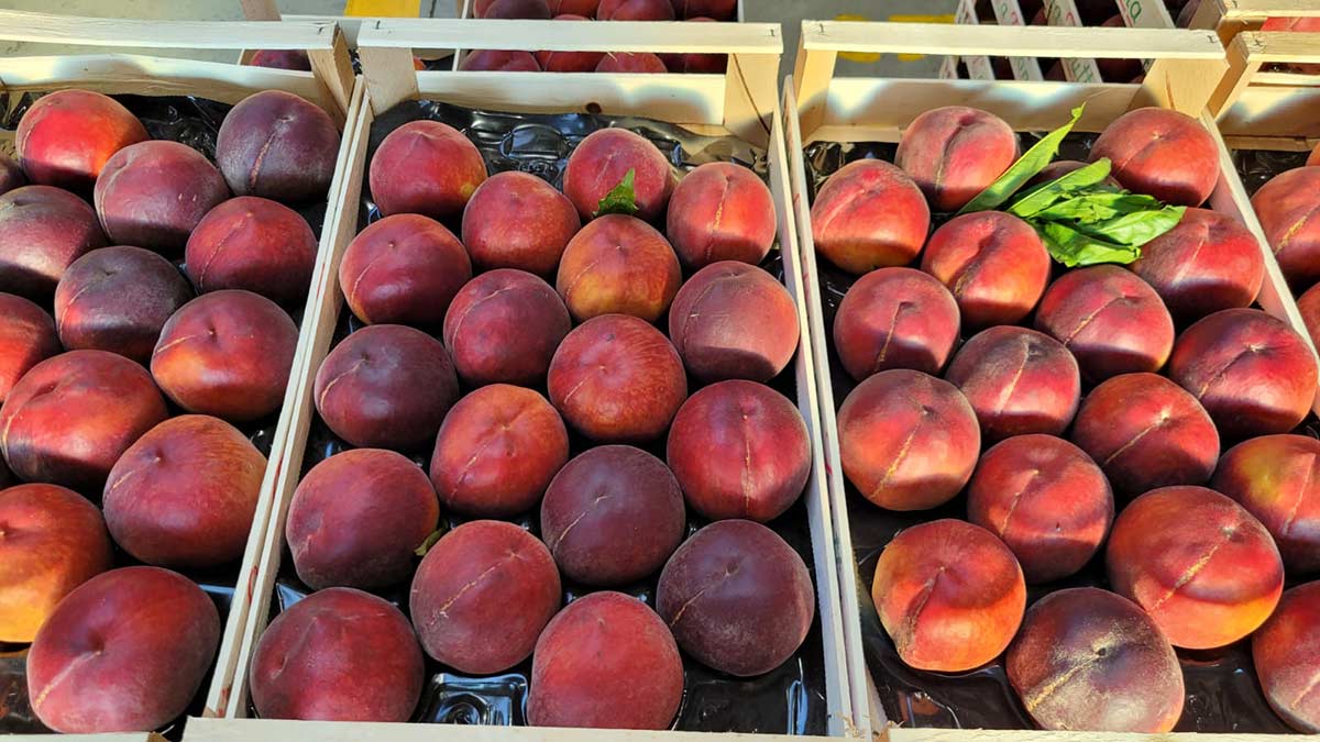 Pesche calibro 18 - Emilia Romagna - 2 euro al chilogrammo